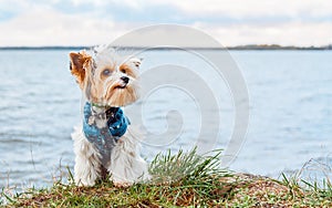 A beaver Yorkshire Terrier dog in clothes sits on the lake and looks into the distance