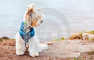 A beaver Yorkshire Terrier dog in a jacket sits on the beach on the sand against the background of water and beautiful light and l