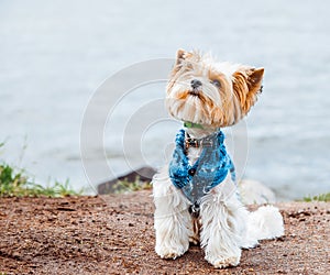 A beaver Yorkshire Terrier dog in a jacket sits on the lake shore on the sand against the water and looks up