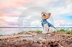 A beaver Yorkshire Terrier dog sits on the beach and looks at the sunset, the wind blows on the muzzle