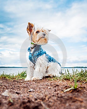 A beaver Yorkshire Terrier dog sits on the lake in a jacket and looks to the right