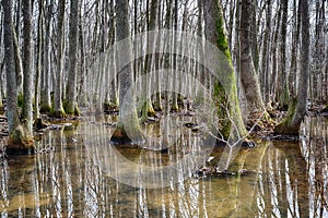 Beaverdam Creek tupelo swamp photo