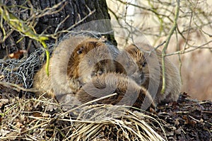Beavers in nature