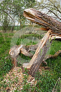 The beavers are back, tree felled by beavers