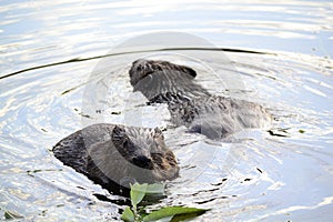 Beavers photo