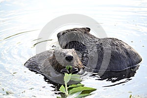 Beavers photo