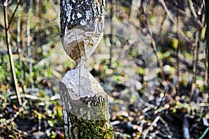 Beavers photo