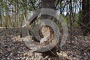 Beavers chewed tree trunks.