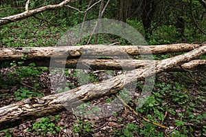 Beavers chewed the trees