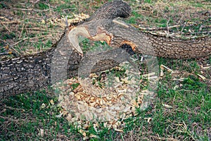 Beavers chewed the trunk of a tree.