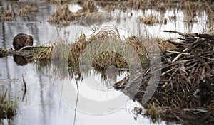 Busy beavers photo