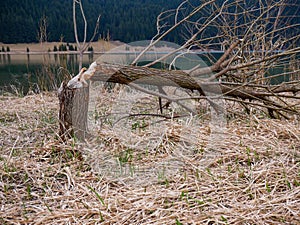 Beavers chopping down trees near a beautiful crystal clean  lake