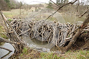 Beavers dam photo