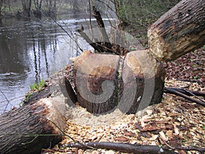 beavers eat trees