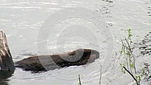 Beavers eat in water dams on background of dry logs and trees in Ushuaia.