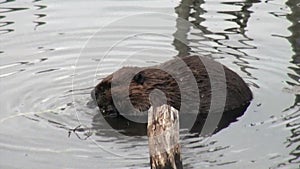 Beavers eat in water dams on background of dry logs and trees in Ushuaia.