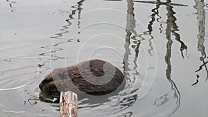 Beavers eat in water dams on background of dry logs and trees in Ushuaia.