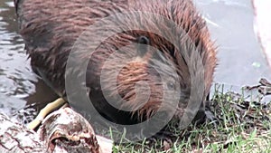 Beavers eat in water dams on background of dry logs and trees in Ushuaia.