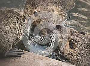 beavers family, urban pond