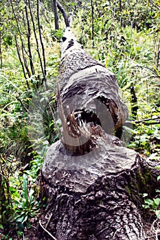 Beavers felled this old aspen
