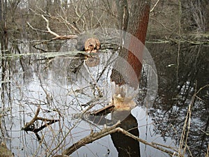 Beavers gnaw on wood