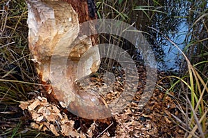 Beavers gnaw on wood take 3