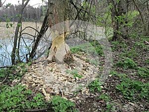 Beavers gnaw on wood take 4