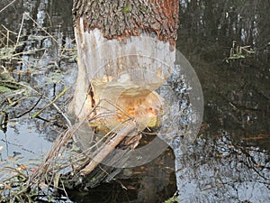 Beavers gnaw on wood take 5