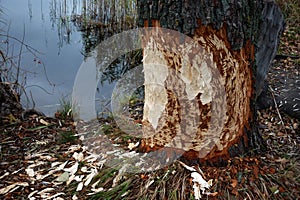 Beavers gnaw on wood take 6