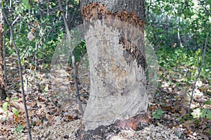 Beavers gnawed large mighty old oaks