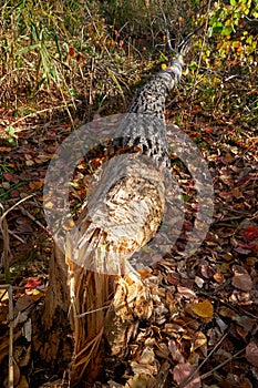 Beavers gnawed a tree trunk and tumbled down the aspen