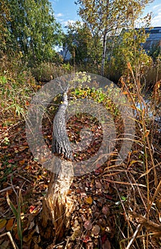 Beavers gnawed a tree trunk and tumbled down the aspen photo