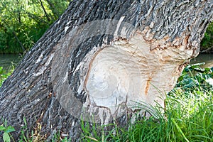 The beavers gnawed trees