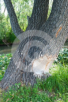 The beavers gnawed trees