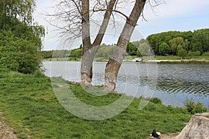 Beavers gnawed two large trees on the lake