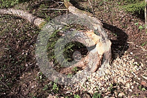 Beavers had gnawed trees