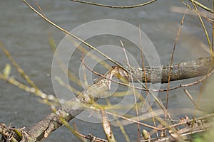 Beavers have chewed this tree branch by a river.