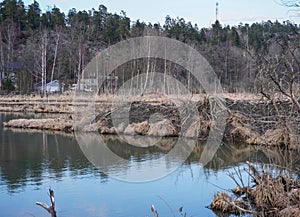 A beavers lair at water during spring