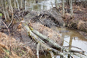 Beavers lake photo