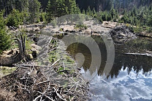 Beavers lodge at pent up water near Frauenau