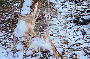 Beavers nibbled the trunk of a tree. Beaver teeth marks on trees. Trees in the forest in winter