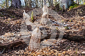 Beavers nibbled the trunk of a tree. Beaver teeth marks on trees. Trees in the forest in winter