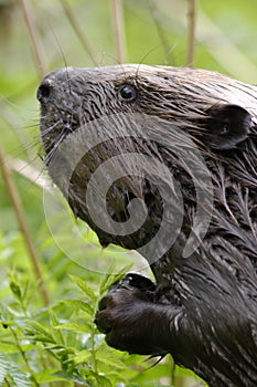 Beavers portrait