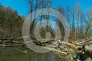 Beavers on the river are building a dam and burrows from fallen trees. A lot of fallen trees and branches worsen the flow of the