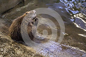 Beavers in the Voronezh nature reserve, Russia