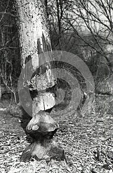 Beavers work. Cut pine tree trunks in April