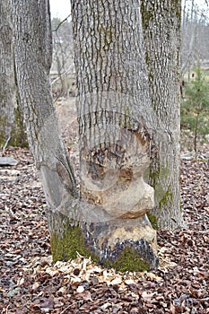 Beavers work to fell a tree in a river flood plain