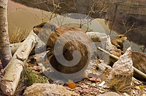 Beavers Working photo