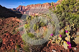 Beavertail Cactus