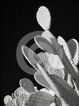 Beavertail Cactus, black and white